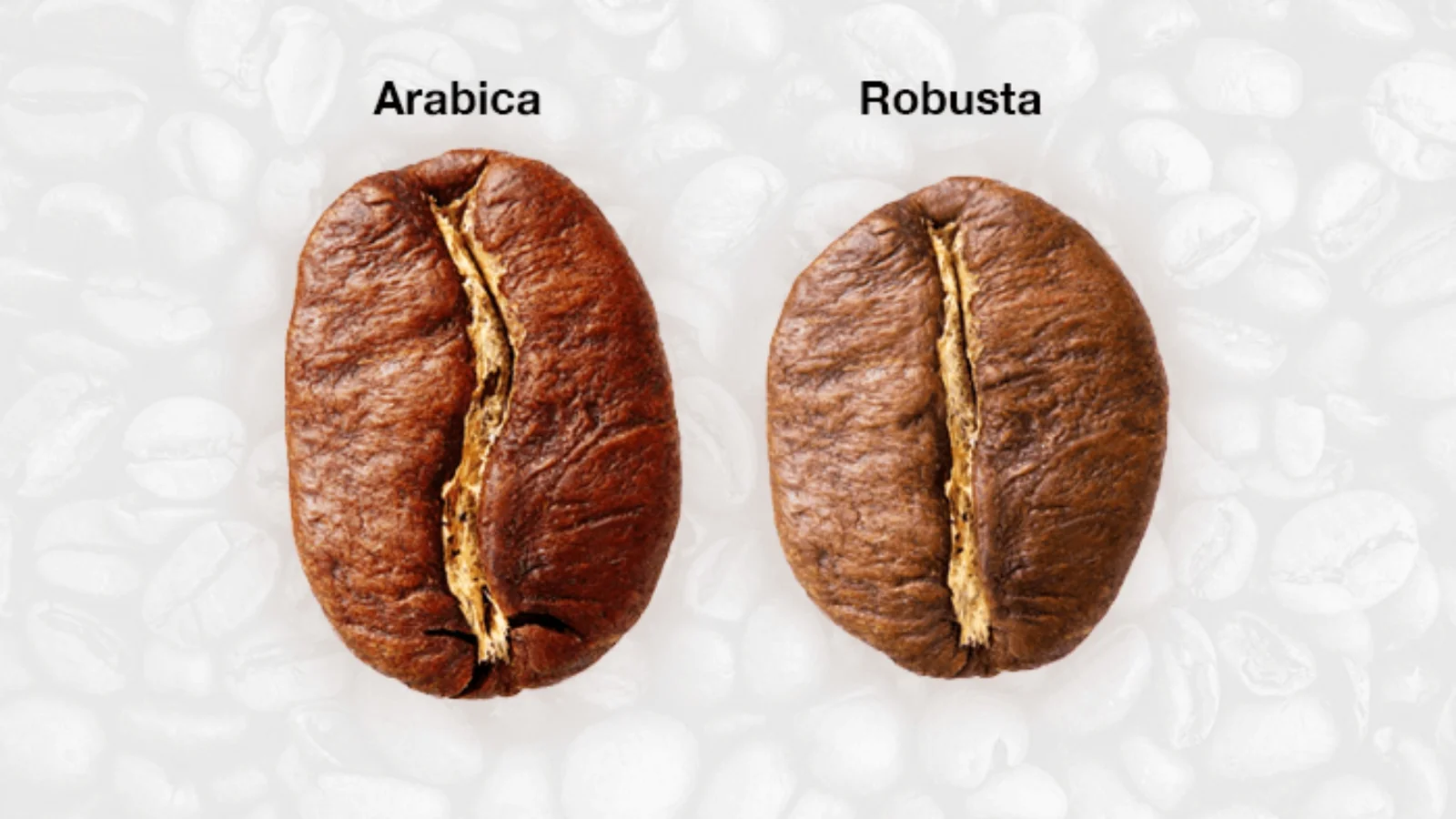 arabica vs robusta